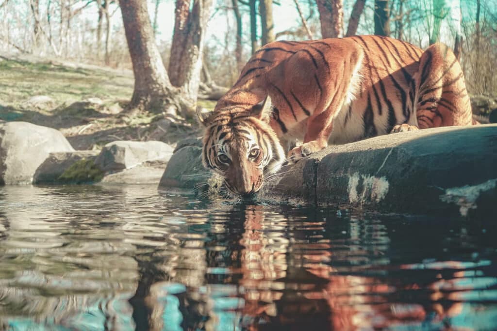 Tiger - Bronx Zoo