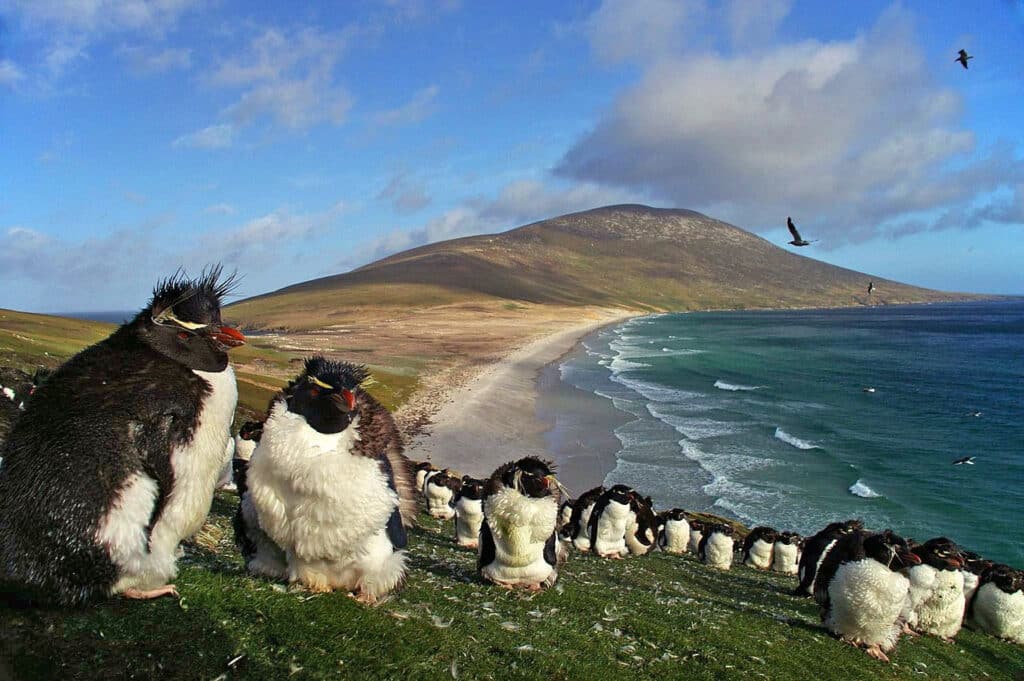 Saunders Island (The Falkland Islands) - Top 10 Best Places to Visit in the Antarctic