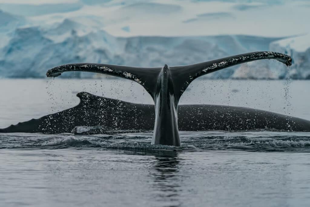 The Weddell Sea - Top 10 Best Places to Visit in the Antarctic