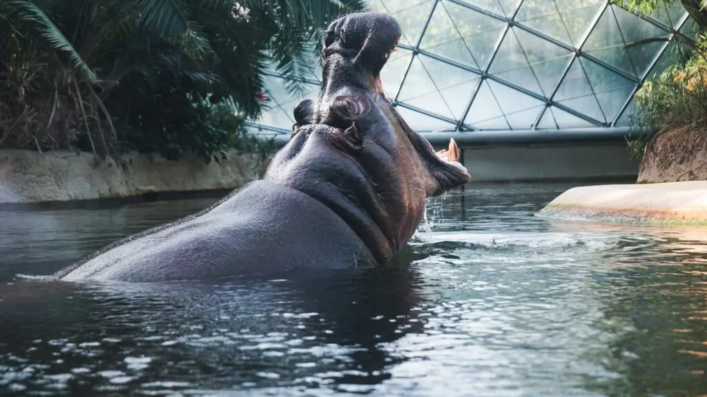The Berlin Zoo - Top 10 Best Places to Visit in Berlin