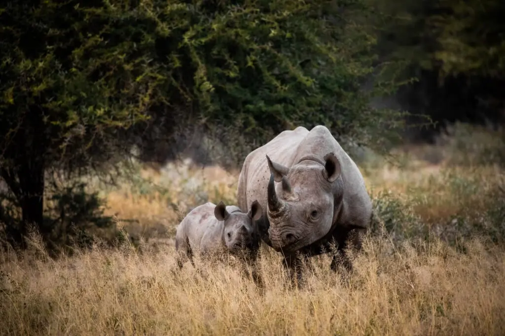 Rhino, Kruger National Park  - Top 16 Best Places to Visit in South Africa