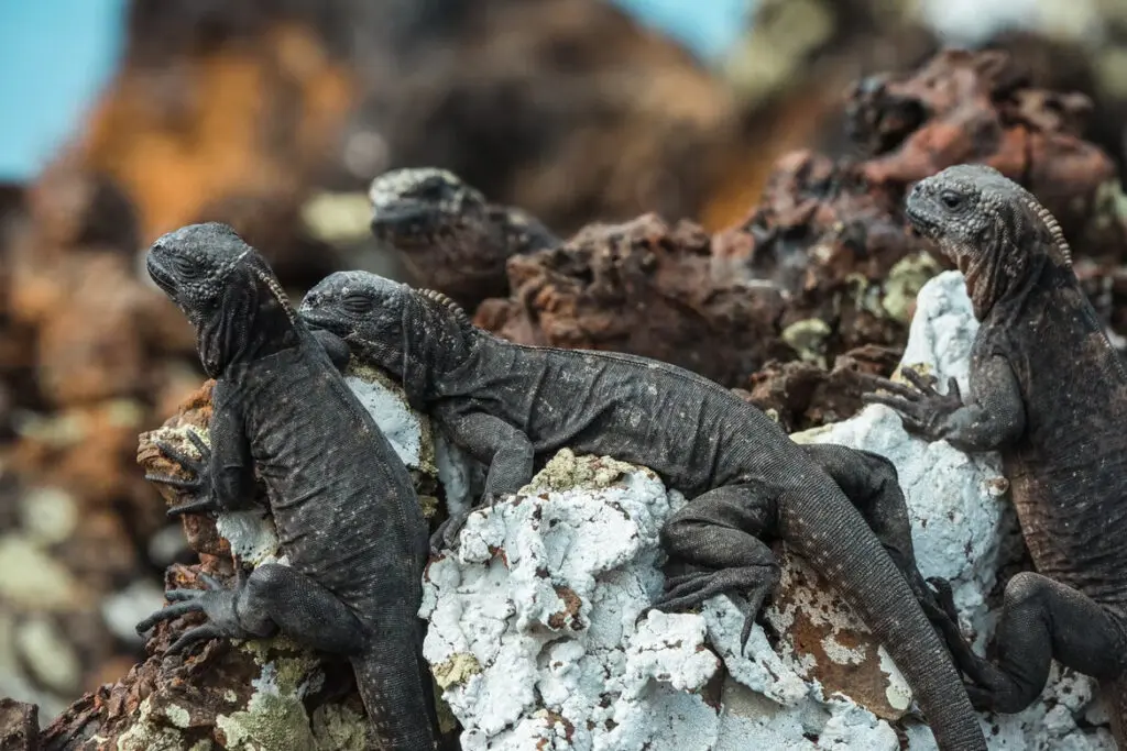 The Galapagos Islands, Ecuador - Unique Places for Nature Lovers
