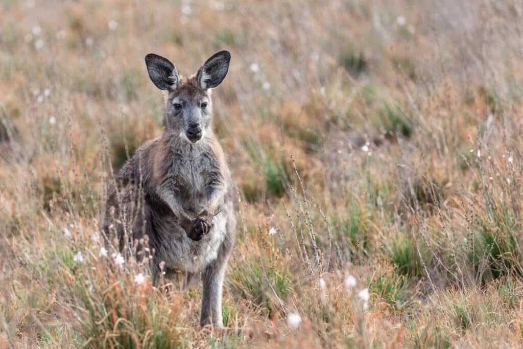 The Flinders Ranges, South Australia - Best Places to Visit in Australia