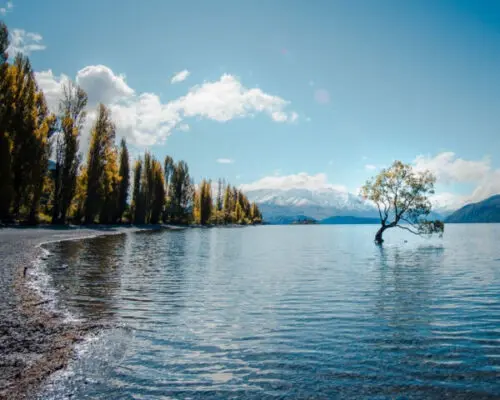 Wanaka tree, New Zealand - Top 12 Best Places to Visit in New Zealand