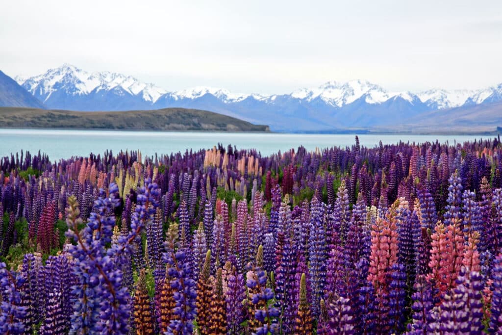 Lake Tekapo - Top 12 Best Places to Visit in New Zealand