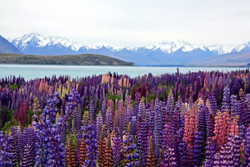 Lake Tekapo - Top 12 Best Places to Visit in New Zealand