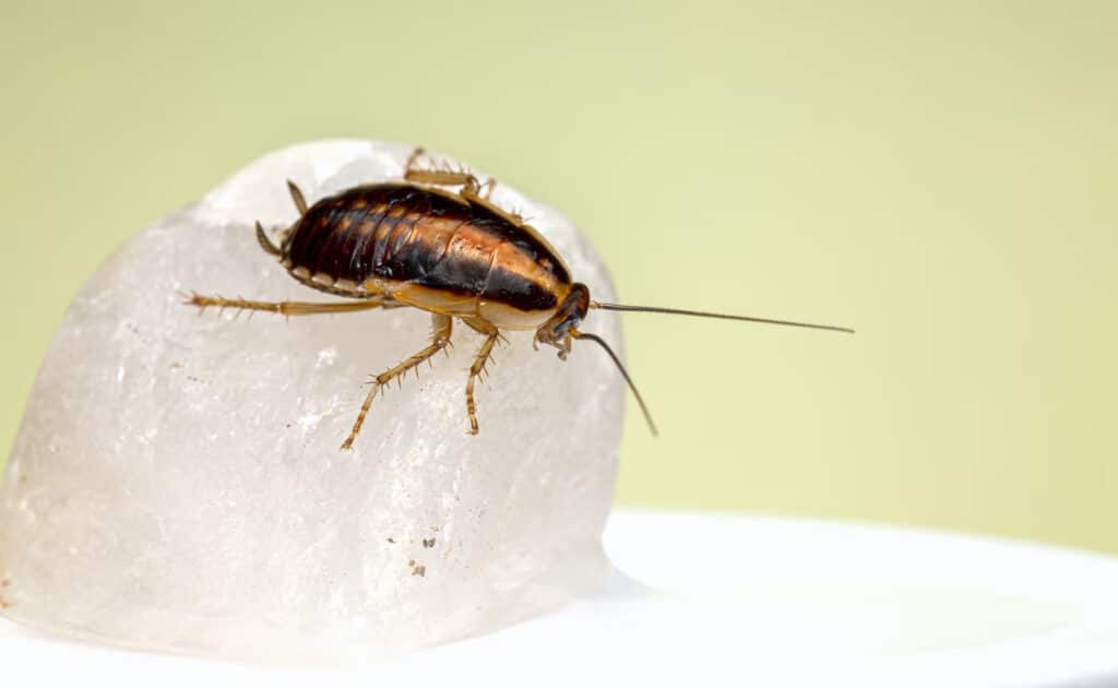 Can Roaches lay Eggs in Your Body - Can Cockroaches Live in Your Penis