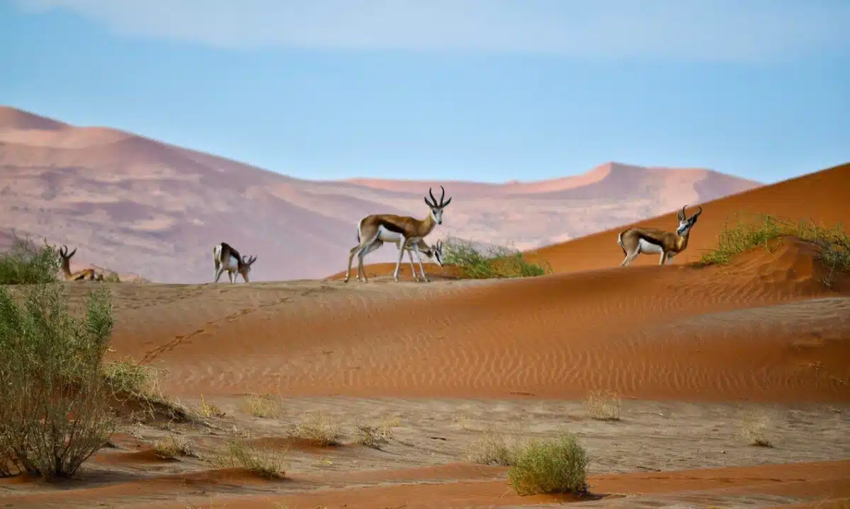 The Kalahari Desert - Desert Sand Color