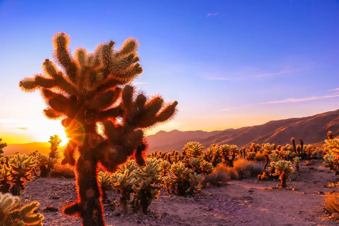 The Mojave Desert - Desert Sand Color