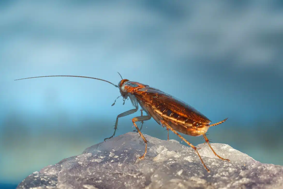 Cockroach standing on a rock