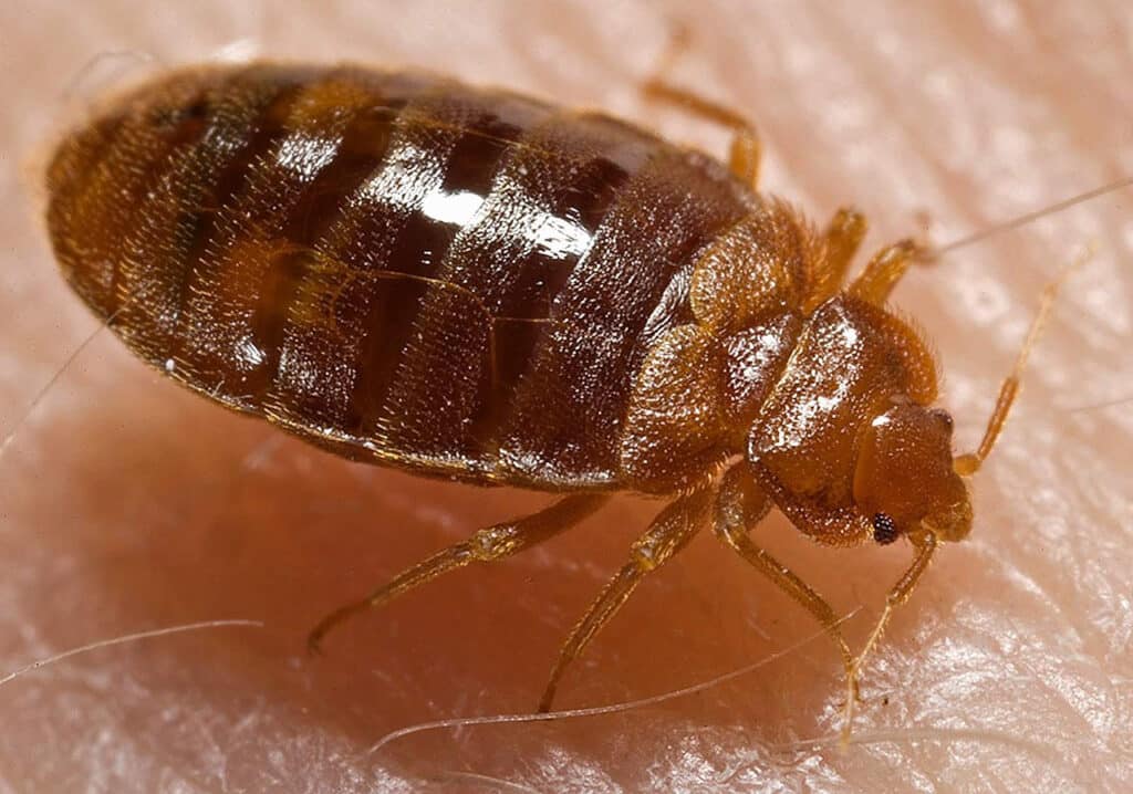 Roach on a human skin