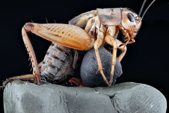 cockroach head