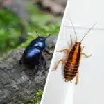 featured_bettle_cockroach