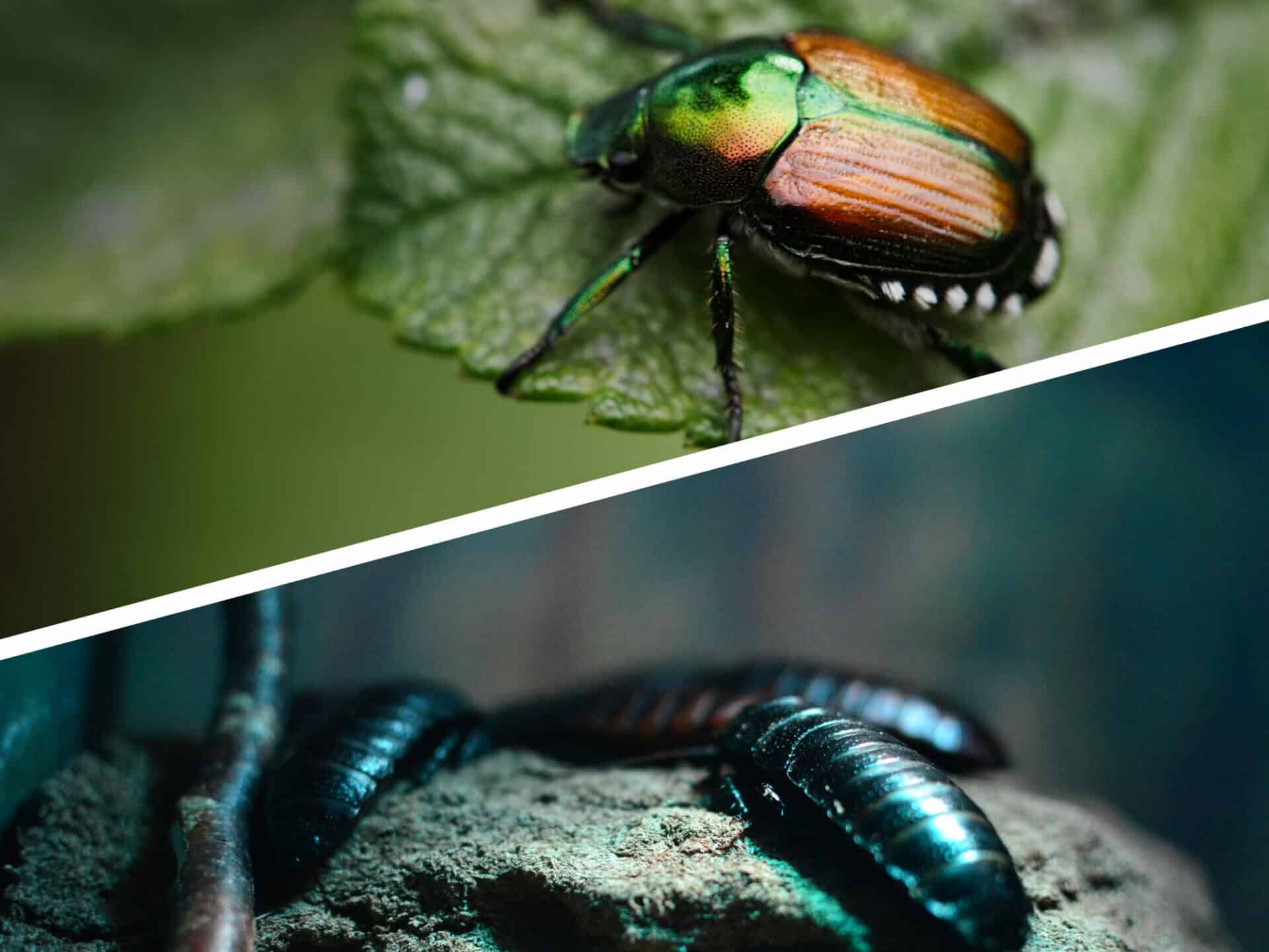 Habitats of Roaches and Beetls
