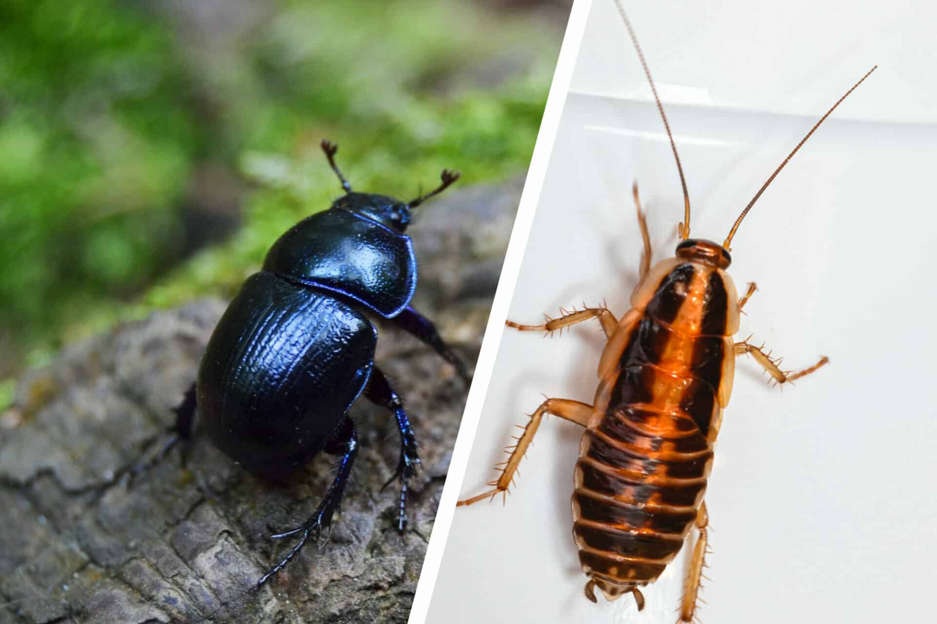 Key Differences of Cockroach vs Beetle
