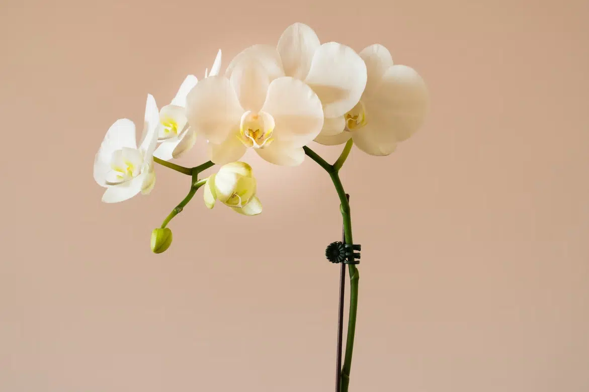 White orchid - National Flower of Honduras