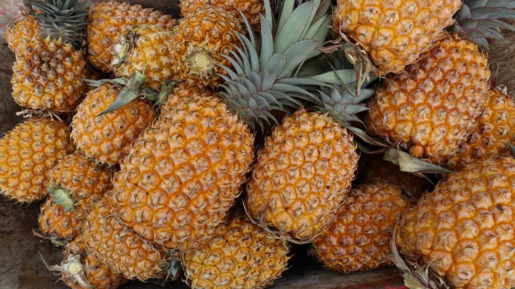 Pineapples - Fruits in El Salvador