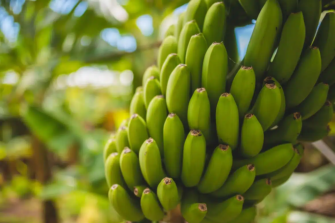 Bananas in Hondura
