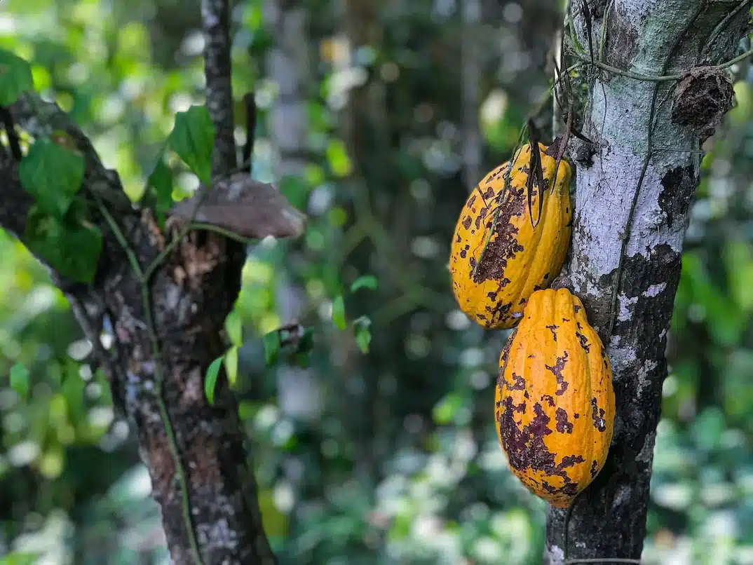 Cacao Fruit - Fruits from Honduras