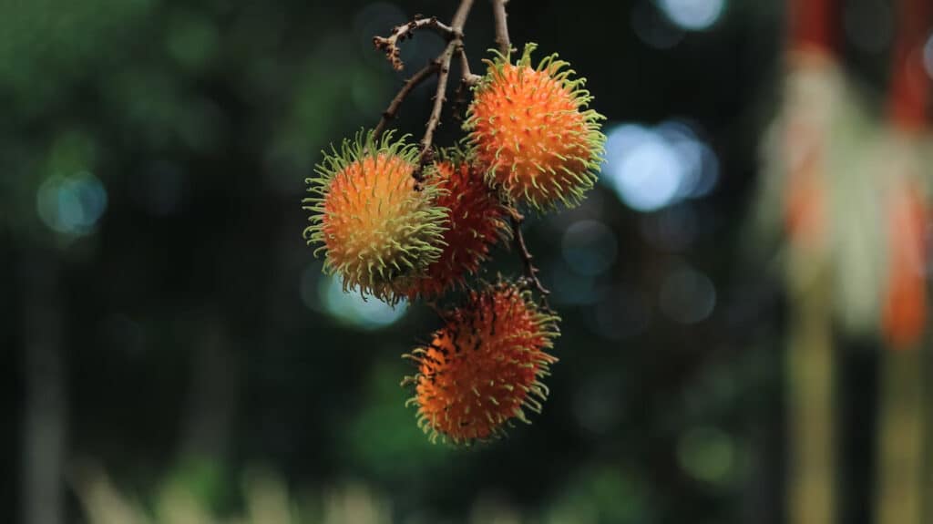 Rambutan (Nephelium lappaceum) - Fruits from Honduras