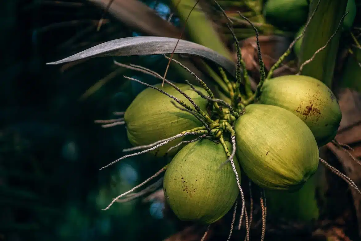 Coconuts - Fruits from Honduras