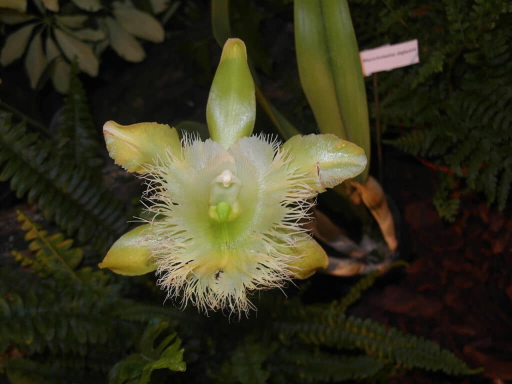 Orchid Brassavola Digbyana Honduras