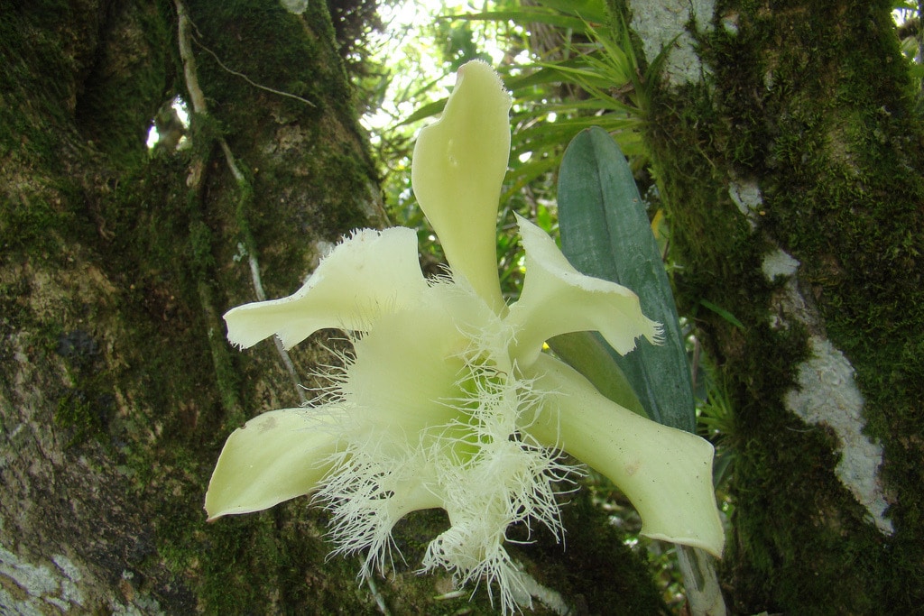 National Flower of Honduras