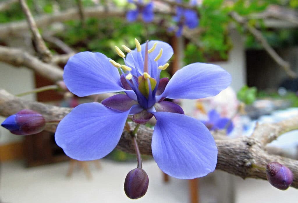 Guayacan tree flower (Guaiacum coulteri)  - Jamaica National Flower