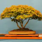 live_bonsai_trees