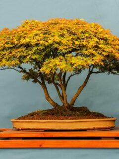 live_bonsai_trees