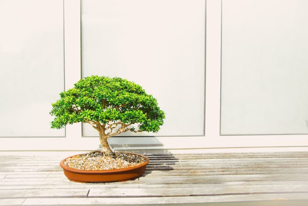 Simple indoor bonsai