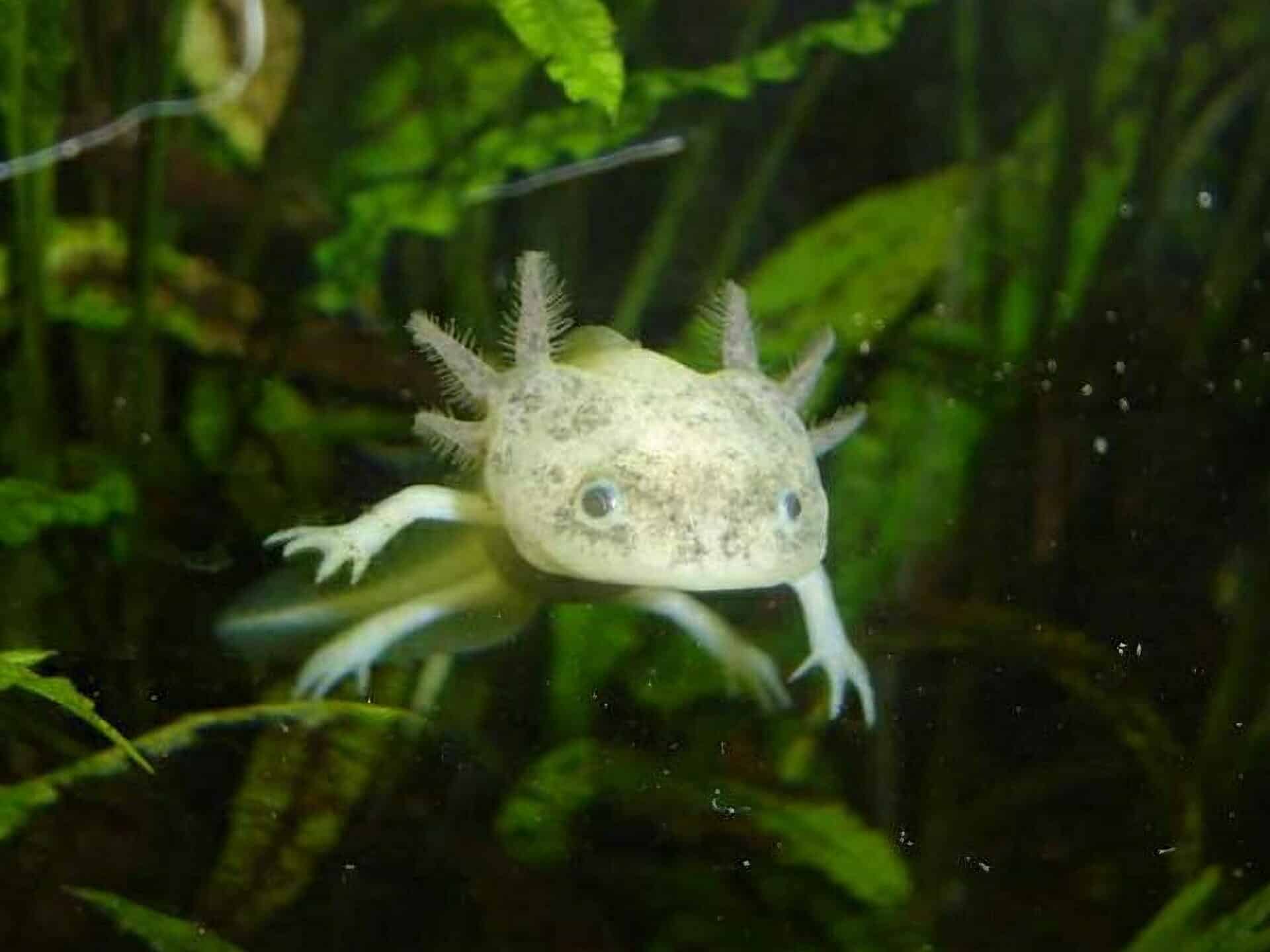 All about Baby Axolotl