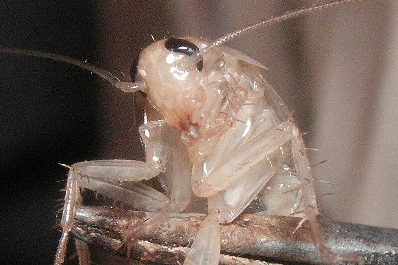 A cockroach shortly after skinning