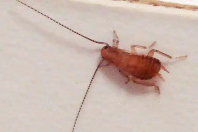 Cockroach Babys