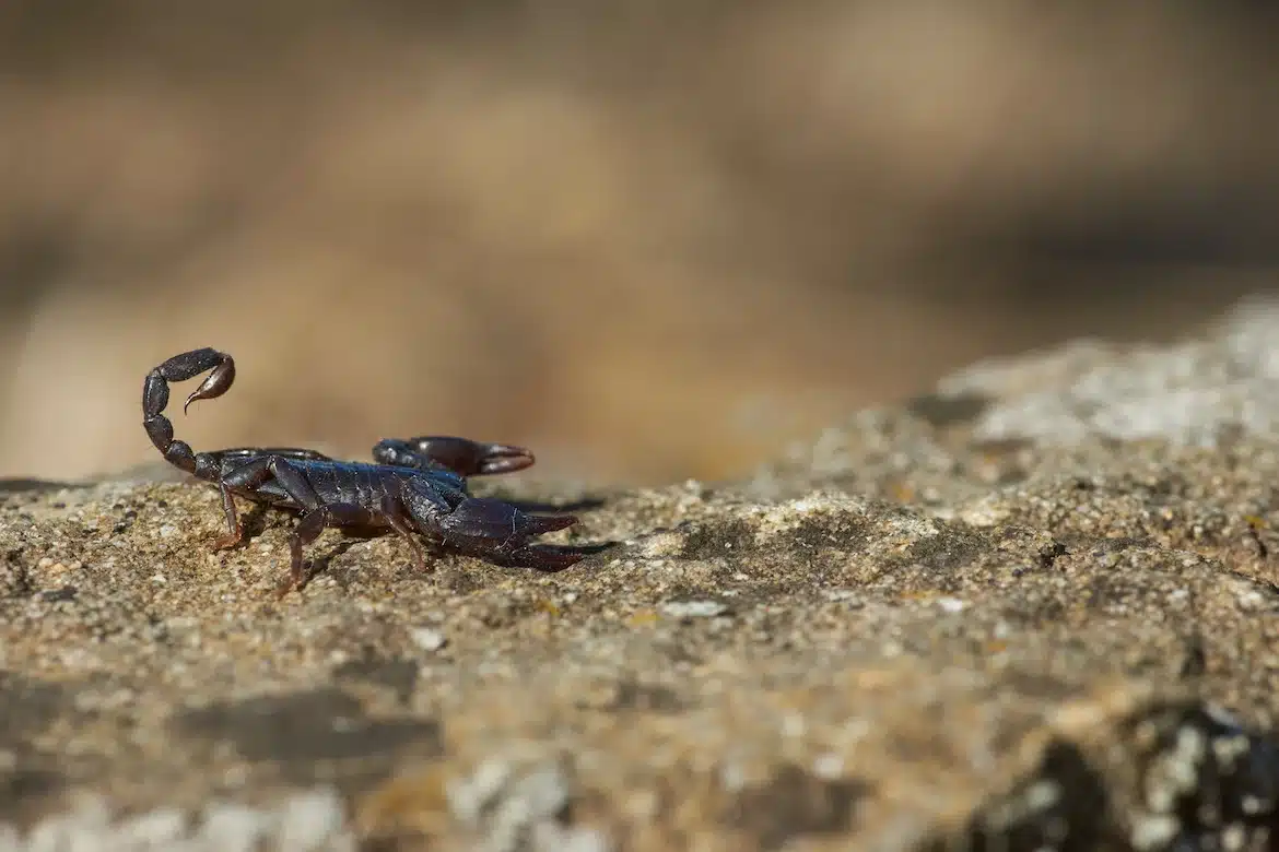 Scorpion - Snakes in Dominican Republic