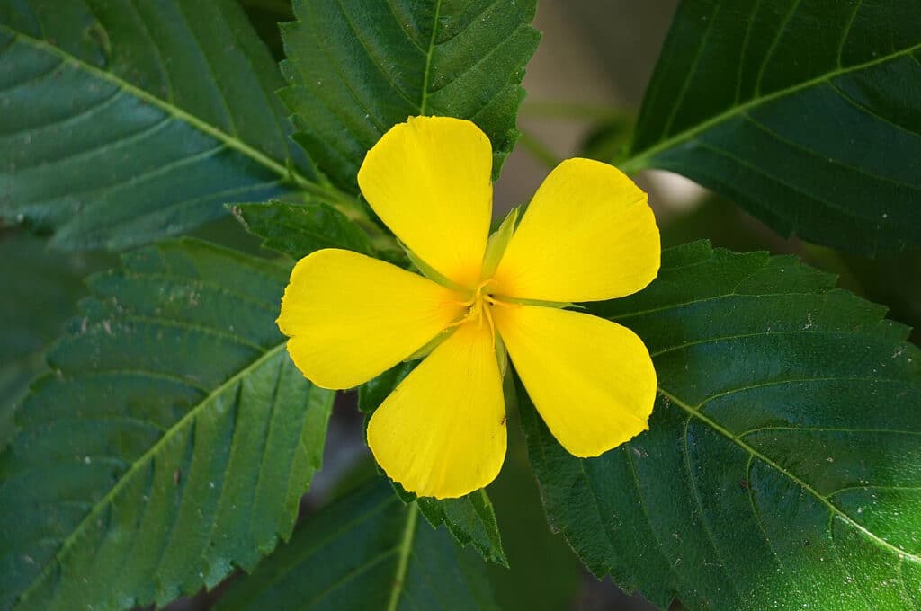 Yellow Alder - Flowers in Haiti