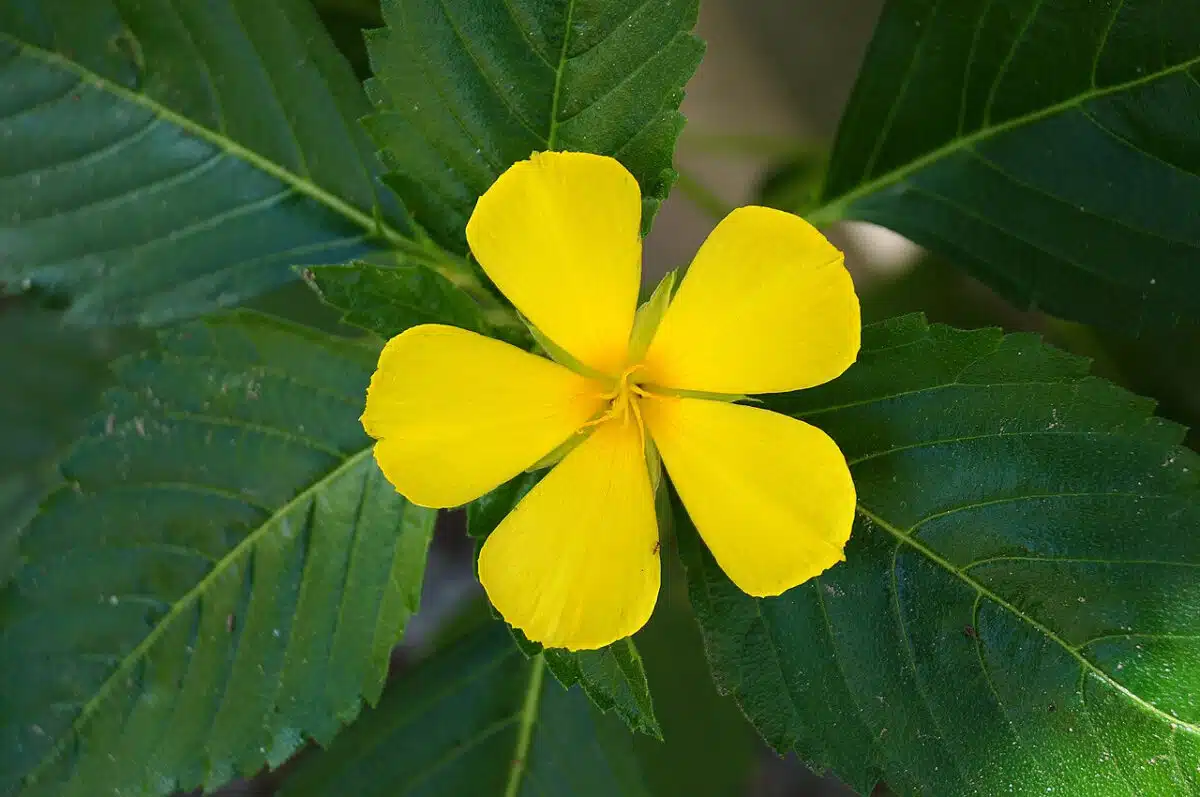 Yellow Alder - Flowers in Haiti
