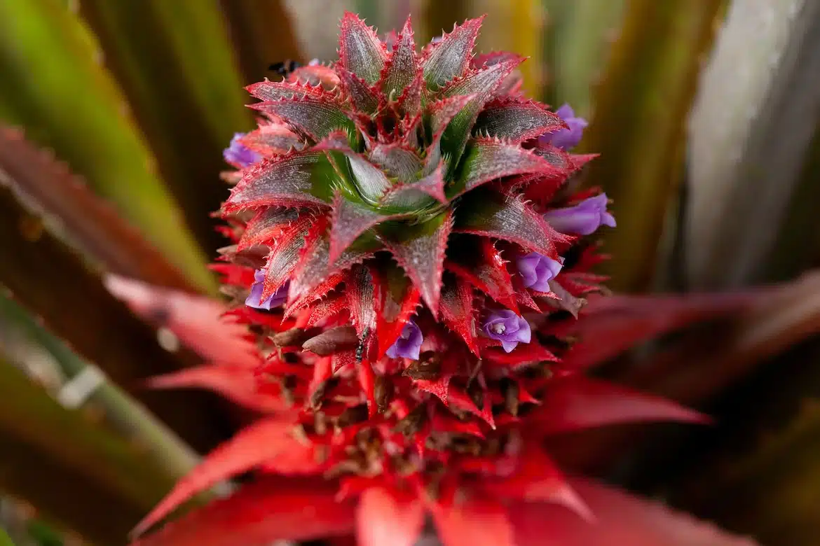 Flower Ananas - Flowers in Haiti