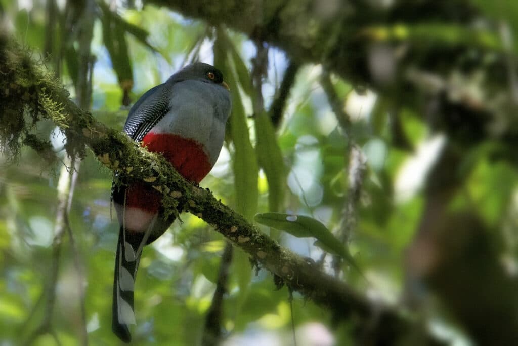 National Bird of Haiti - National Bird of Haiti