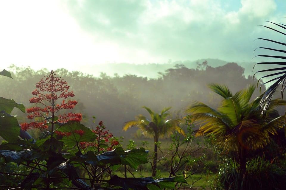 Rainforest Guyana