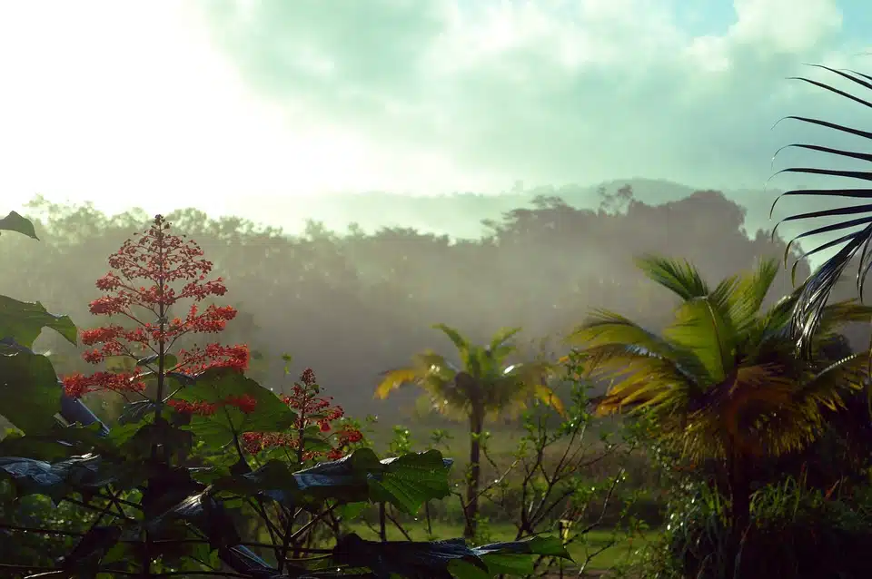 Rainforest Guyana