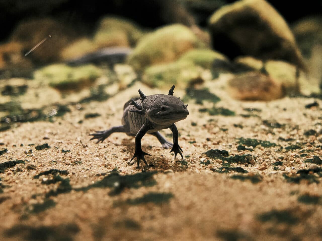 A small Axolotl