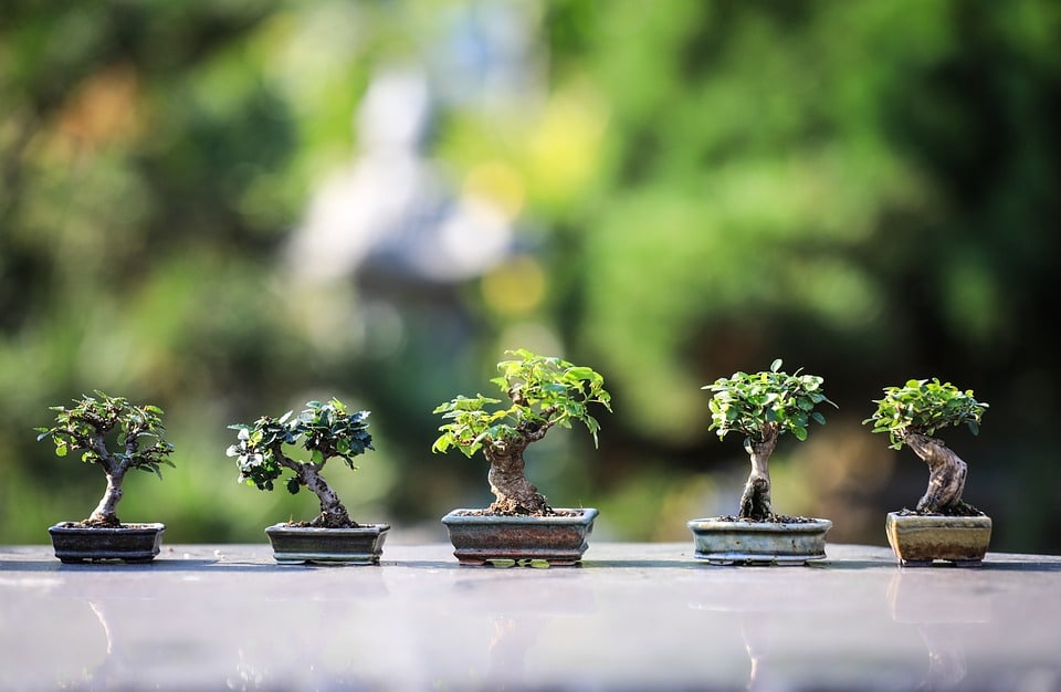 Different small Bonsai Trees