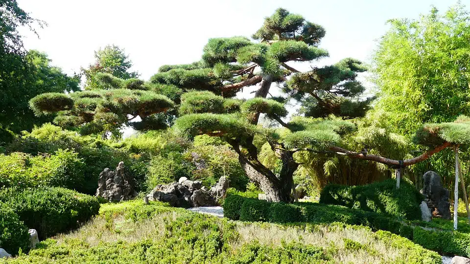 Very large Bonsai Tree 