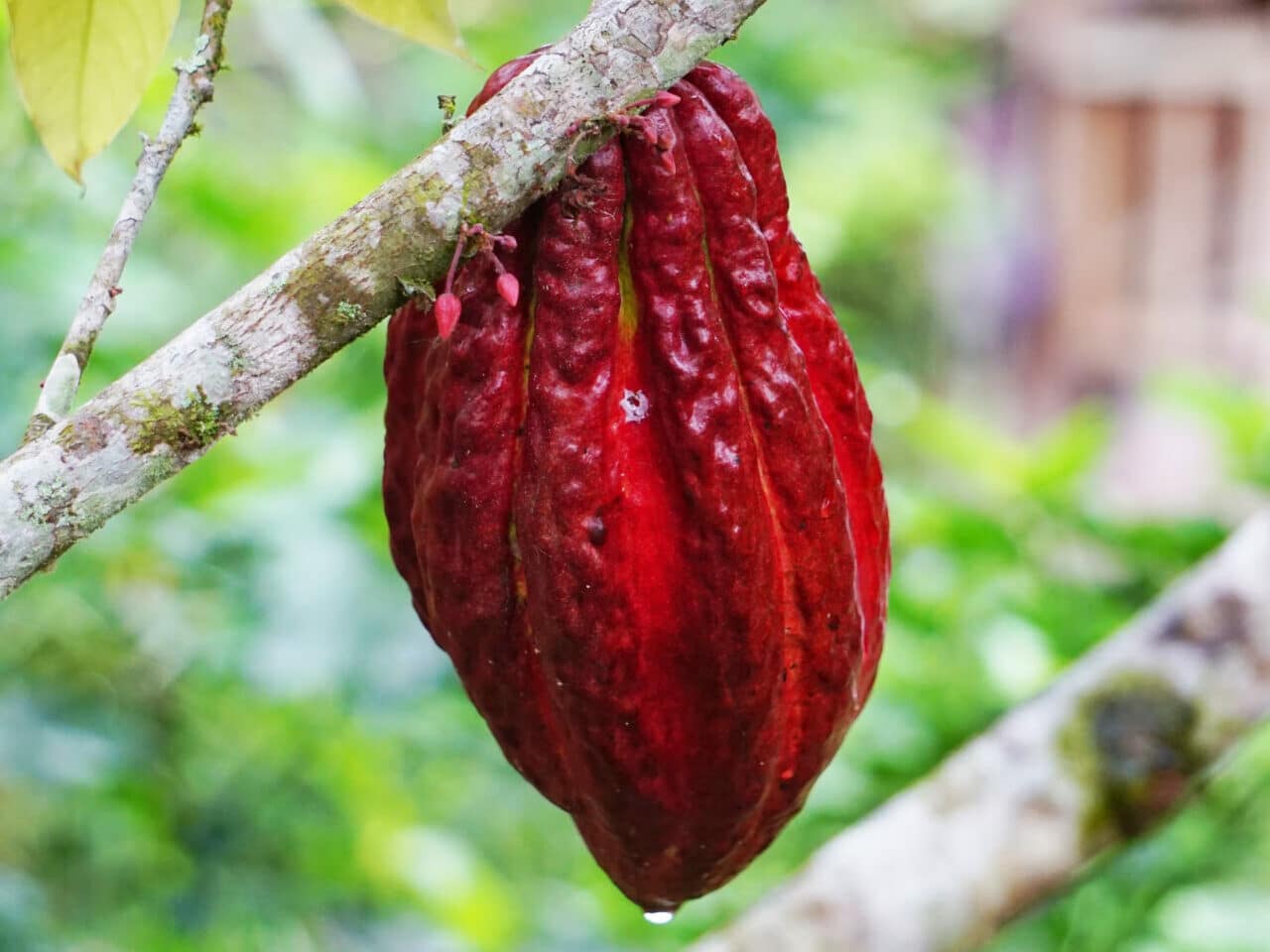 Cacao Fruits - Fruits from Dominican Republic