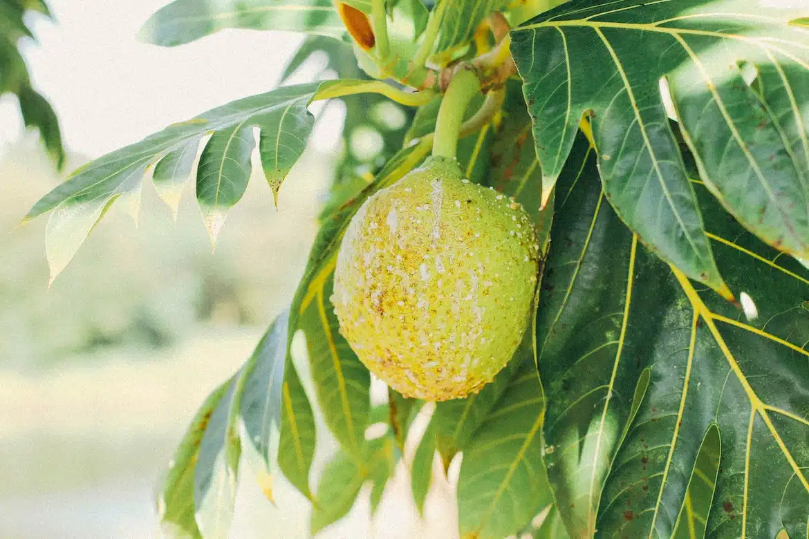 A tropical Breadfruit 