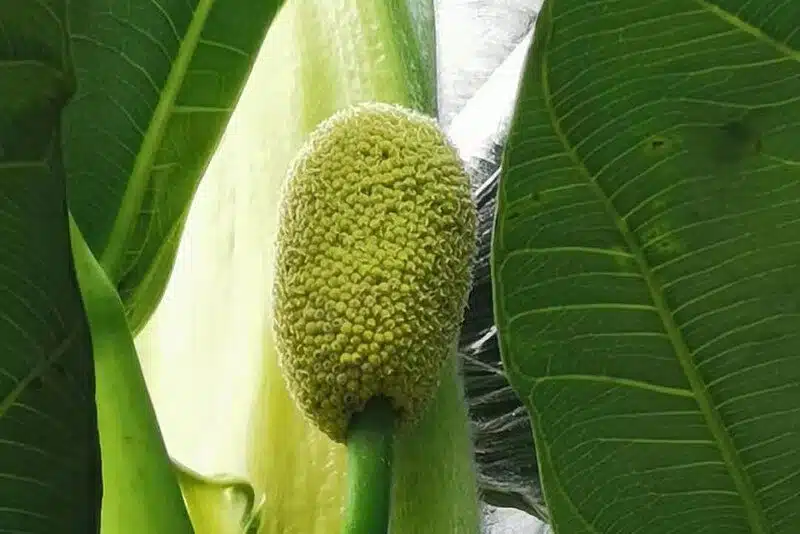 Female Breadfruit - Fruits from Dominican Republic