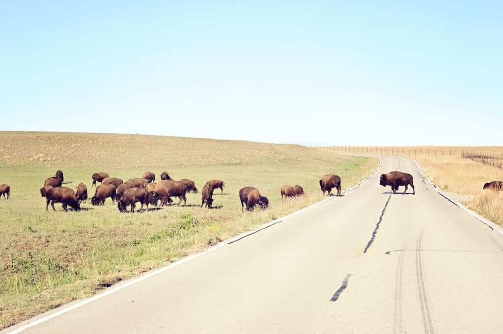  Buffalos in Oklahoma
