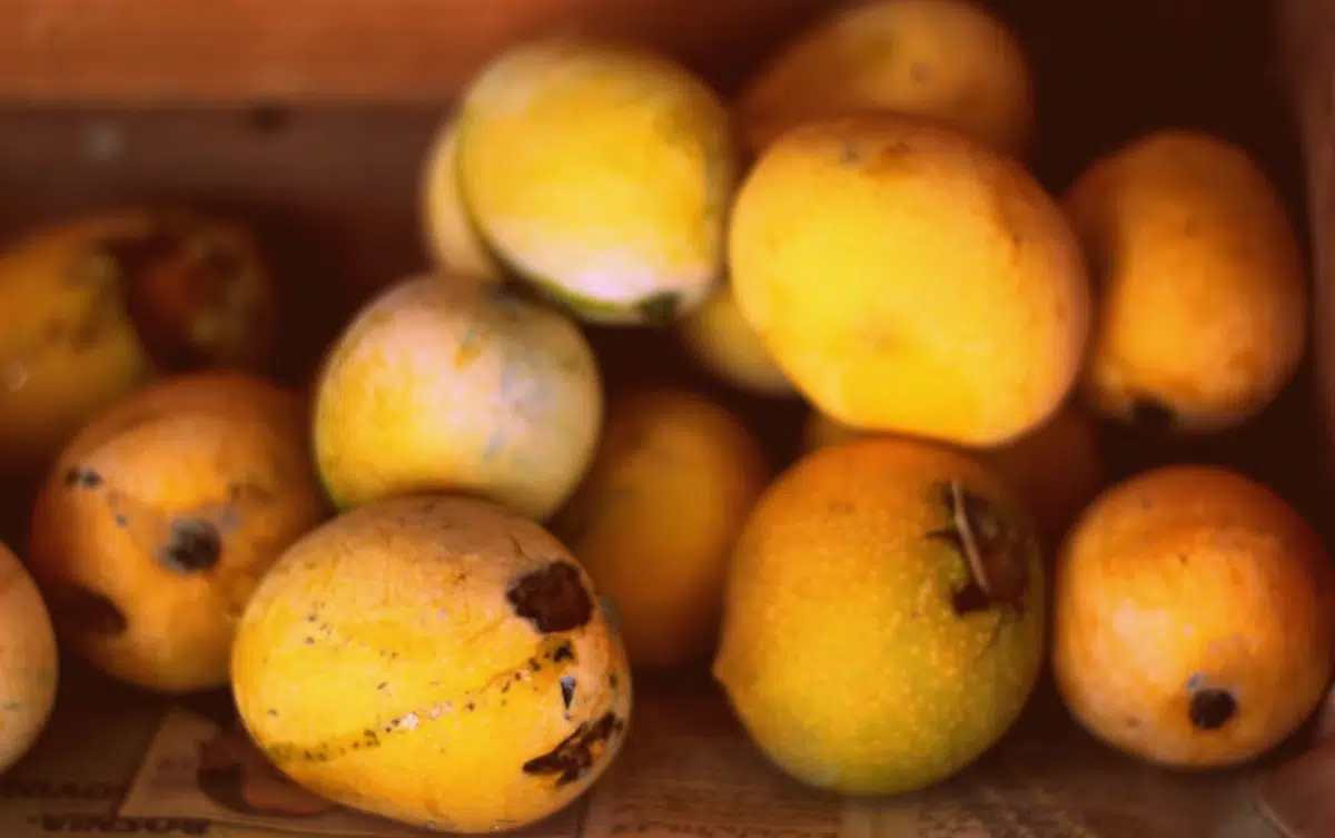 A Taste of the Tropics: Mangoes