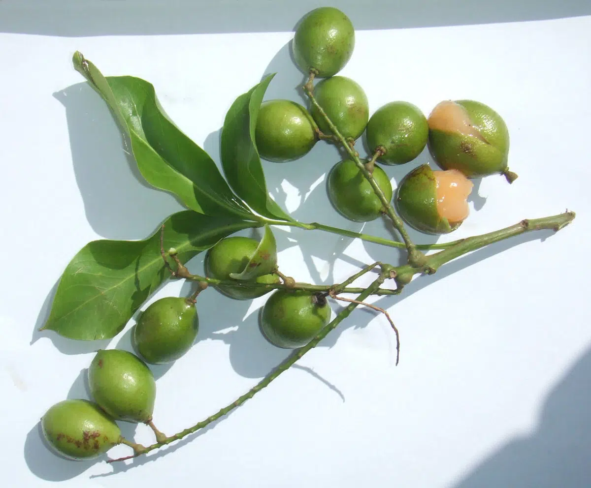 Exotic Fruit in Haiti: Guinep – Mamoncillo